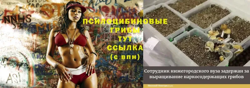 Галлюциногенные грибы MAGIC MUSHROOMS  Струнино 